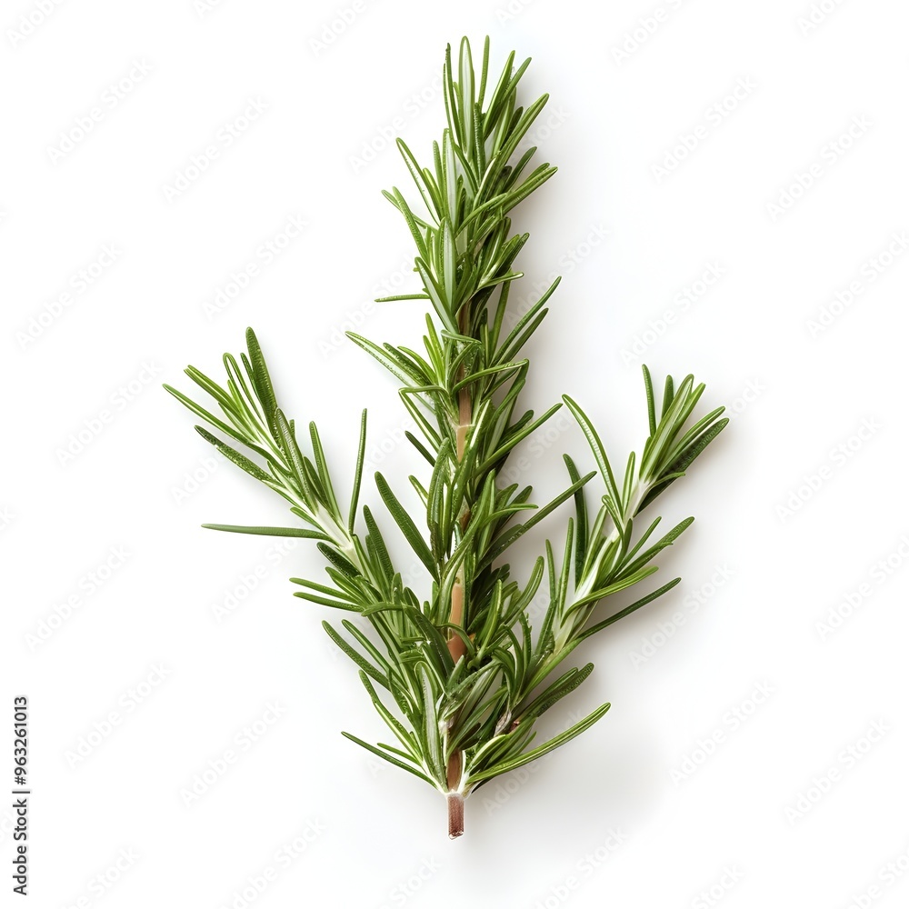 Aromatic Rosemary Branch Against White Background Aromatic Rosemary Branch Against White Background