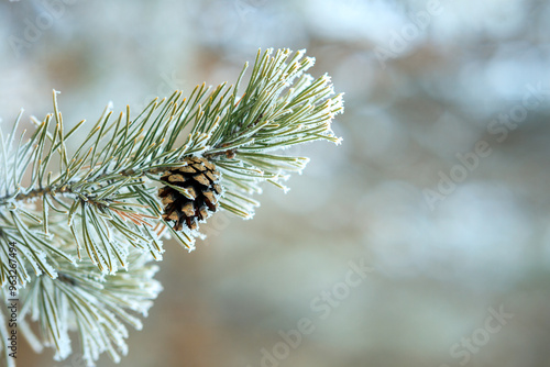 A pine tree branch covered in snow and a pinecone on it