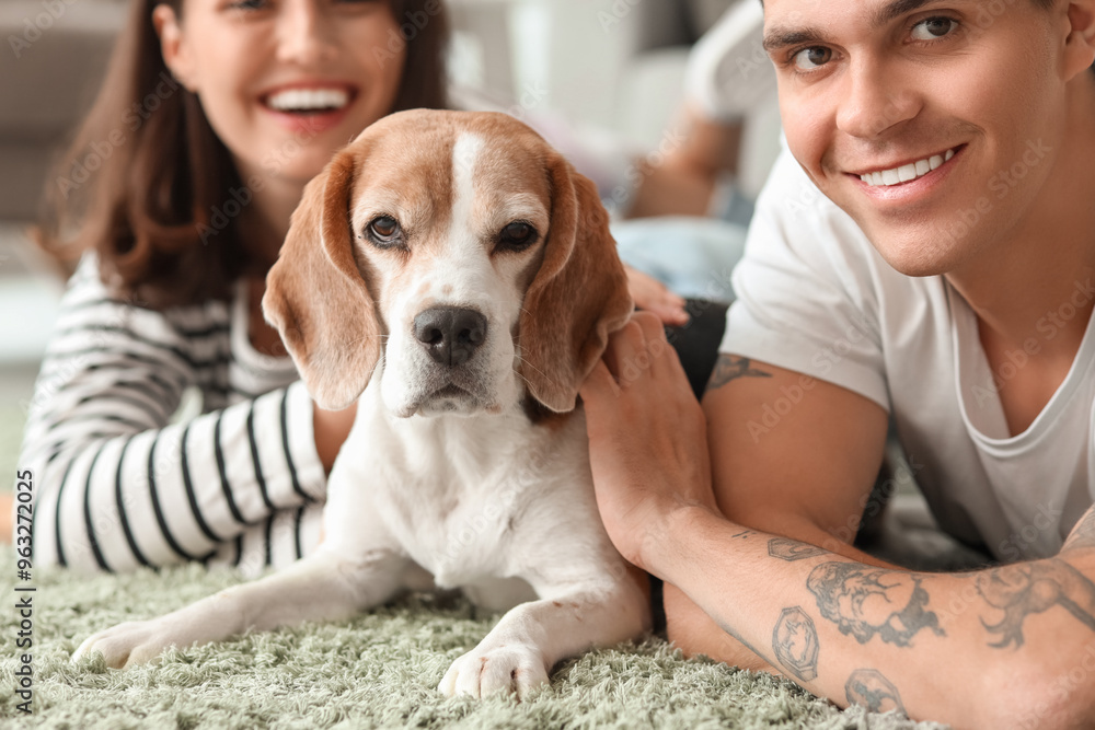 Young couple with cute Beagle dog lying on carpet at home, closeup Young couple with cute Beagle dog lying on carpet at home, closeup