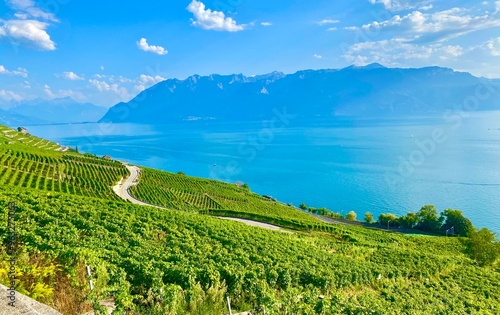 Tablou pe pânză landscape with vineyards near lake Geneva