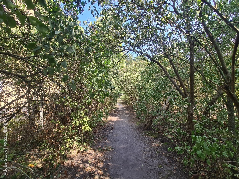 grüner Fußweg mit hohen Sträuchern / Büschen in Berlin Treptow grüner Fußweg mit hohen Sträuchern / Büschen in Berlin Treptow