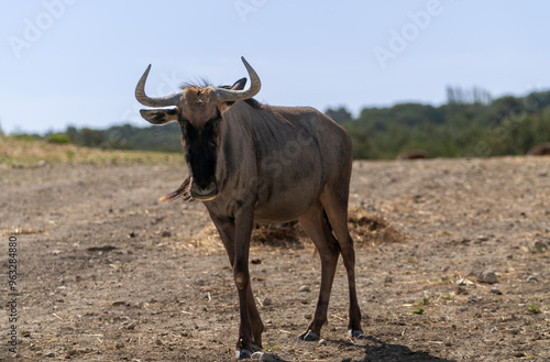 Antílope africano, Ñu photo