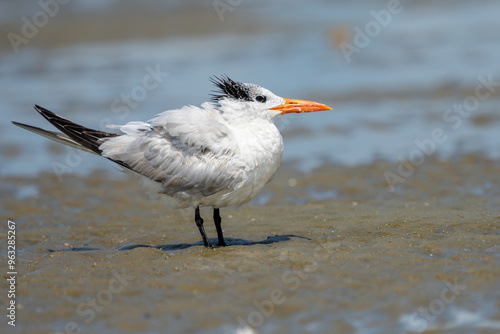 Royal Tern standing on a beach