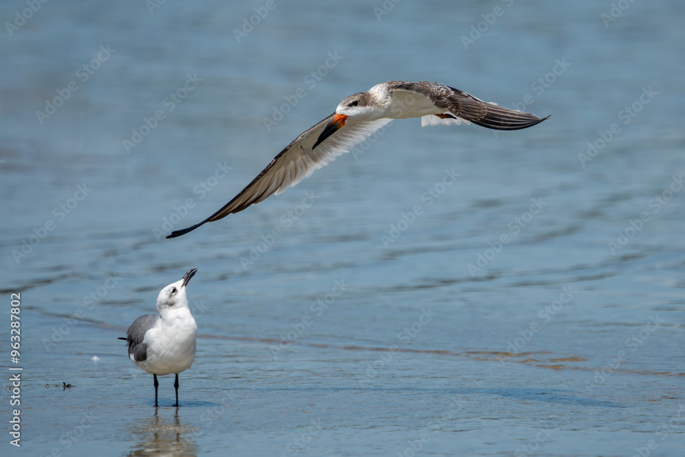 Black skimmer flying over water at low tide Black skimmer flying over water at low tide