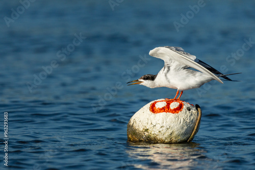 Forster's Tern Perched on a crab trap buoy photo