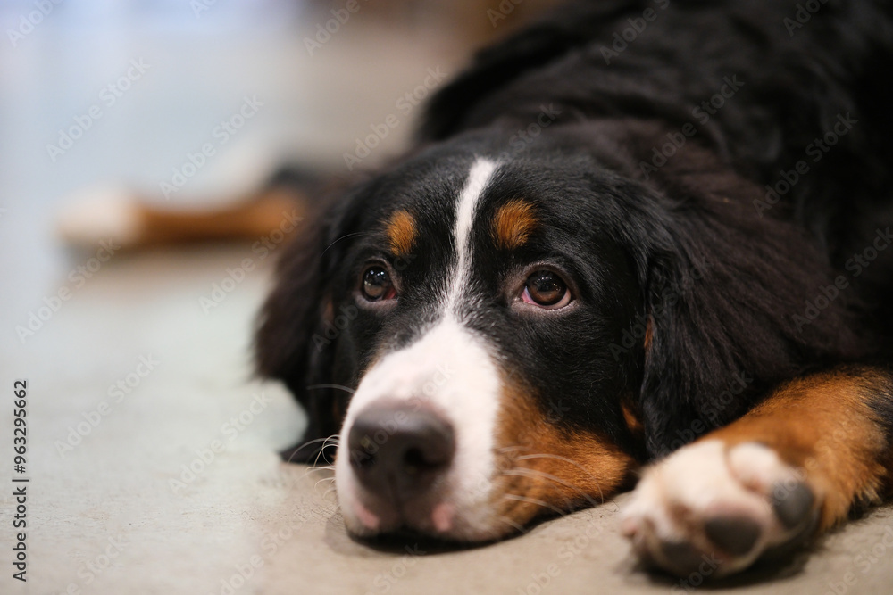 cute Bernese Mountain Dog lying down on ground indoor cute Bernese Mountain Dog lying down on ground indoor