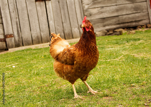 Rhode Island Red Free Range Chicken photo