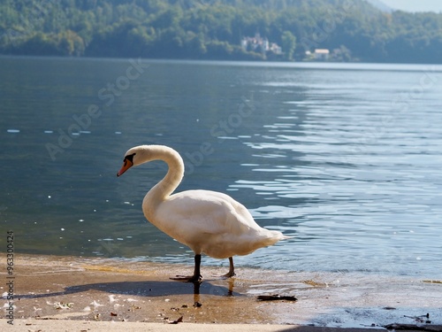 A picturesque image of a white swan standing by the edge of a tranquil lake, surrounded by verdant hills and reflecting nature peaceful ambiance and serene environment. photo