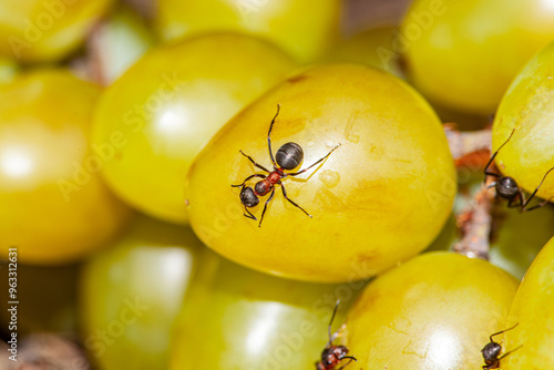 Weaver Ants carying green grapes on brach photo