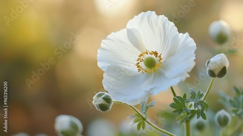 A blooming flower with delicate buds still forming around it, set against a soft, natural background. photo