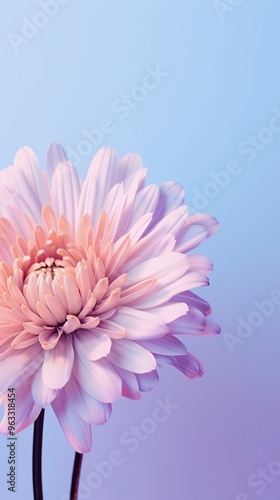pink gerber daisy against blue sky