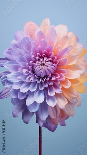pink dahlia on blue
