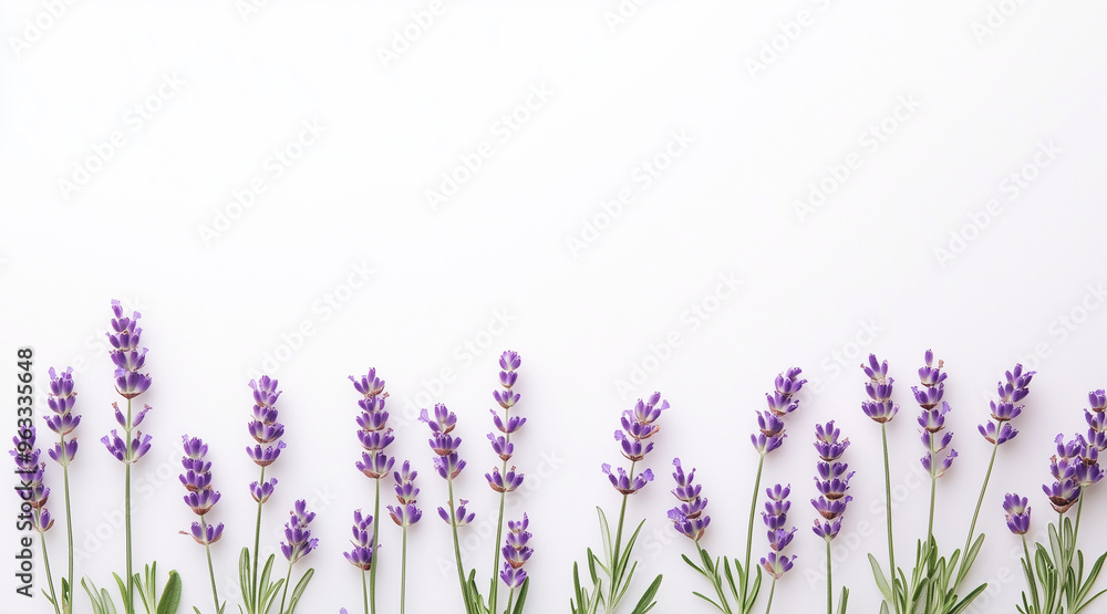 Naklejka premium Beautiful lavender flowers on white background isolated on white background 