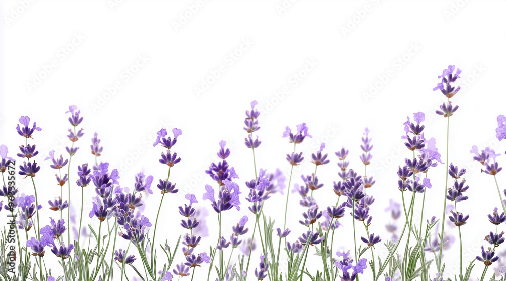 Obraz premium Beautiful lavender flowers on white background isolated on white background 