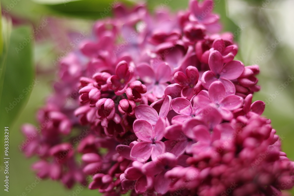 Purple lilac flowers. Purple lilac. Purple lilac flowers. Purple lilac.