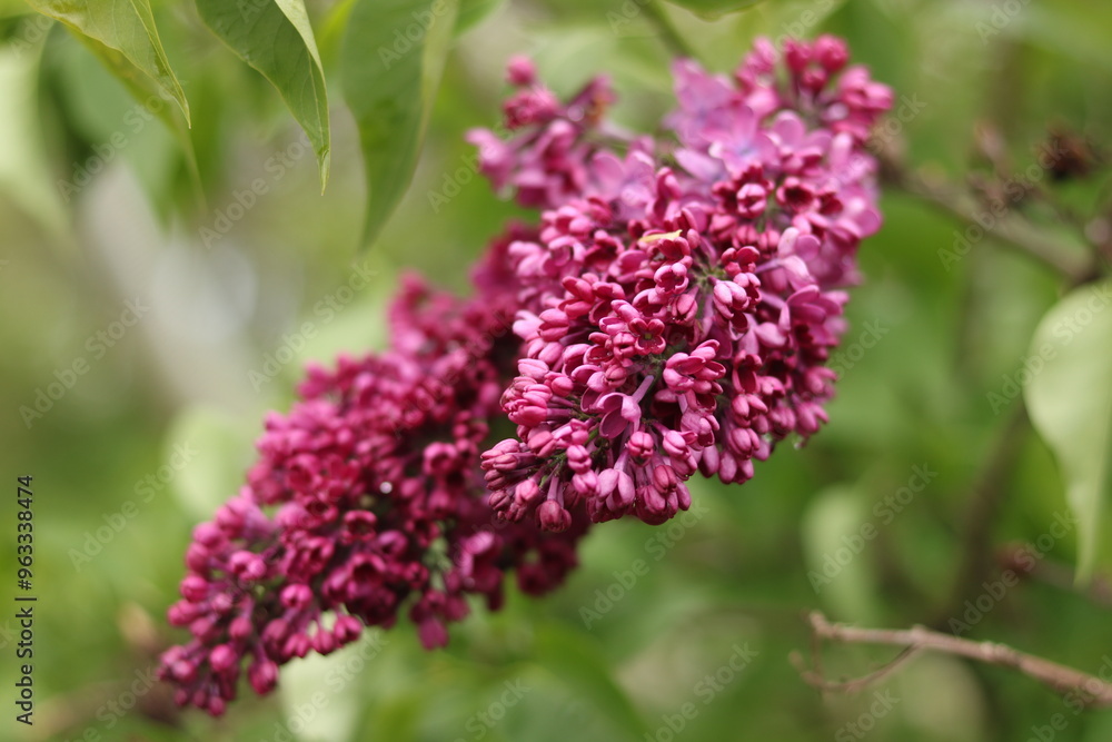 Obraz premium Purple lilac flowers. Purple lilac.