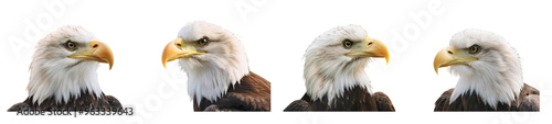 Bald eagle portrait, head and shoulders, side view