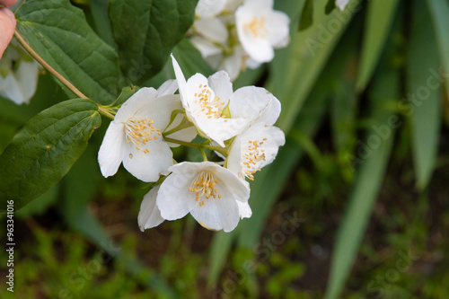 close-up: bowl-shaped white flowers of sweet mock orange