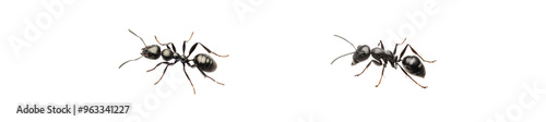 Carpenter ant Camponotus sp. queen isolated on transparent background photo