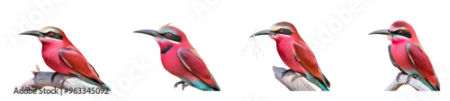 An adult southern carmine bee-eater Merops nubicoides in Chobe National Park, Botswana