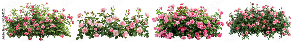 Set of beautiful pink roses with lush green leaves, cut out Set of beautiful pink roses with lush green leaves, cut out