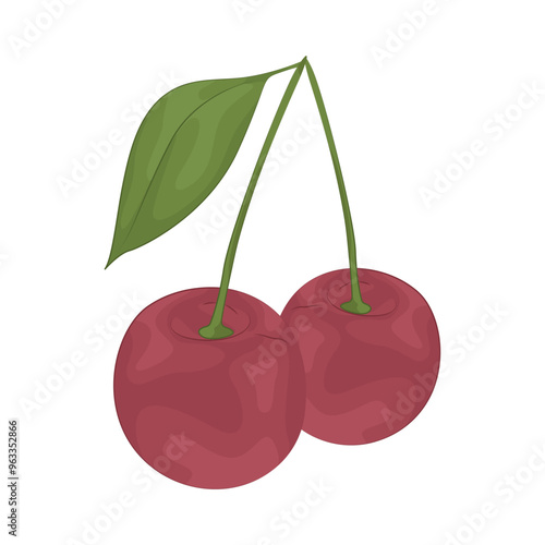 Illustration of cherry 