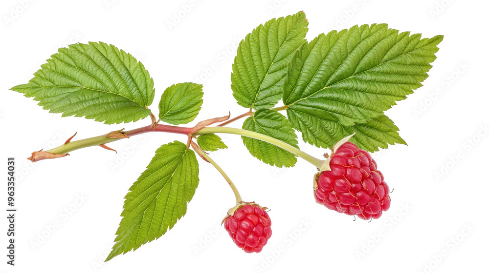 Raspberry with leaves isolated on white