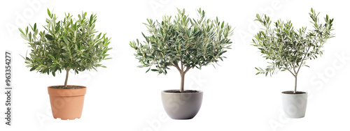 Olive Tree or Olea Europaea collection in pot, Indoor Decorative Plant with Transparent Background