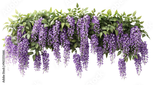 Purple Wisteria Flowers Hanging From Branches.