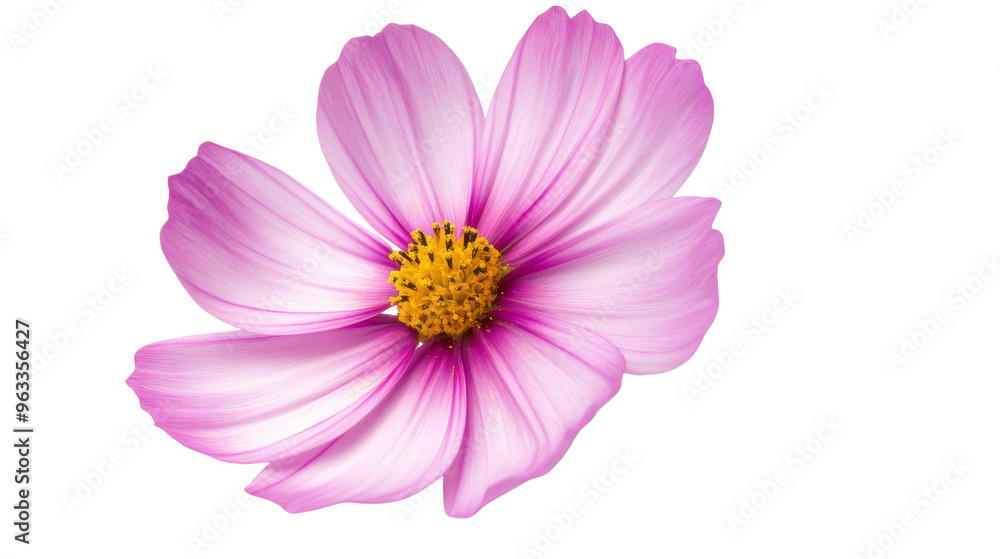 Pink Cosmos Flower. Pink Cosmos Flower.