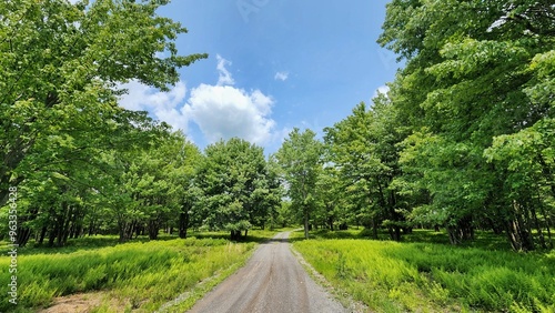 Curved Gravel Road Through State Forest