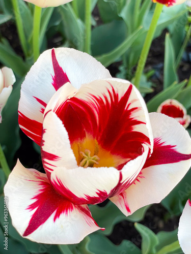 Triumph Grand Perfection tulip close up 