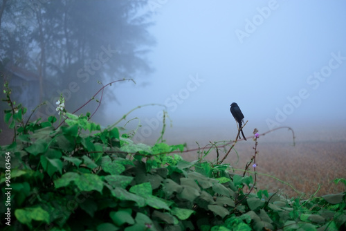 Black Drongo sitting on a branch in the Fog photo