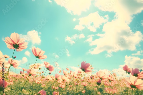 Photo background features a field of cosmos flowers against a blue sky with sunlight in spring. It was filtered to add a vintage color tone effect. photo