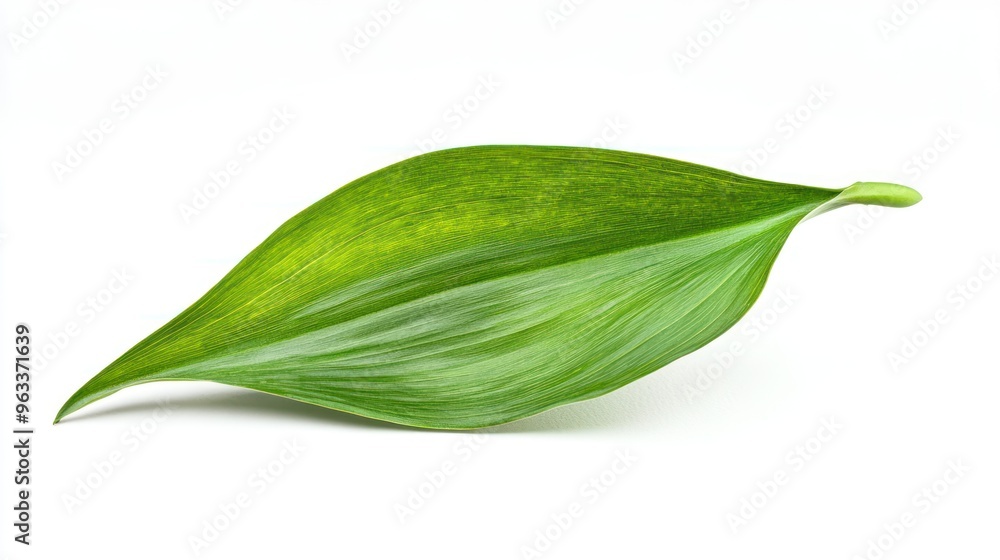 Single Green Leaf Isolated on White Background Single Green Leaf Isolated on White Background