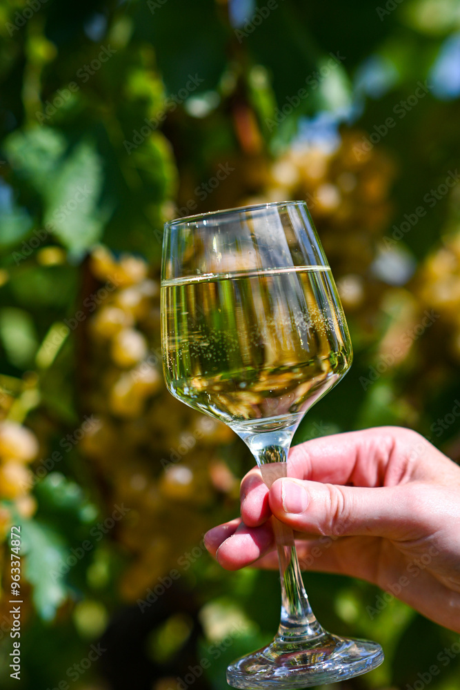 Obraz premium Winemaker is holding a glass of white wine in a vineyard on a sunny day