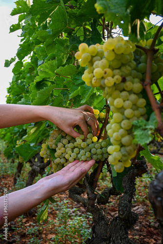 Winemaker carefully examining a large bunch of white grapes in a vineyard during the harvest