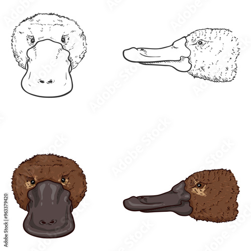 Vector Set of Sketch and Cartoon Duckbill Head Illustrations photo