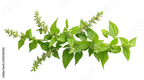 Fresh Green Basil Sprig Isolated on White.