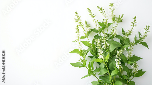 Wallpaper Mural White Flowers and Green Leaves on White Background. Torontodigital.ca
