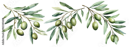 Watercolor Branches With Olive. illustration