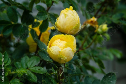 close-up: two unexpanden yellow blossoms photo