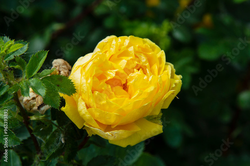 close-up: rose breed with yellow petals photo