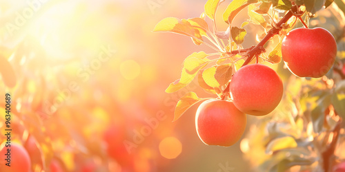 Ripe apples on the tree in the orchard in autumn. photo