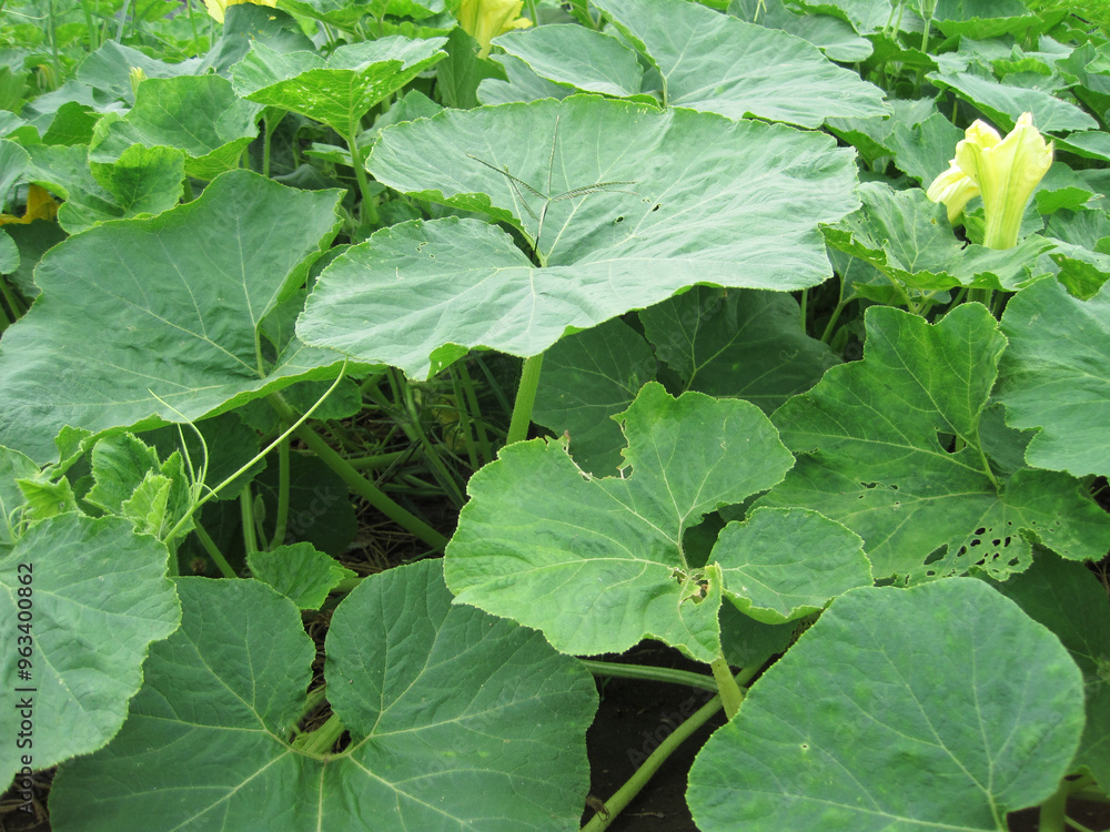 Pumpkin patch covered with many leaves and beginning to bloom Pumpkin patch covered with many leaves and beginning to bloom