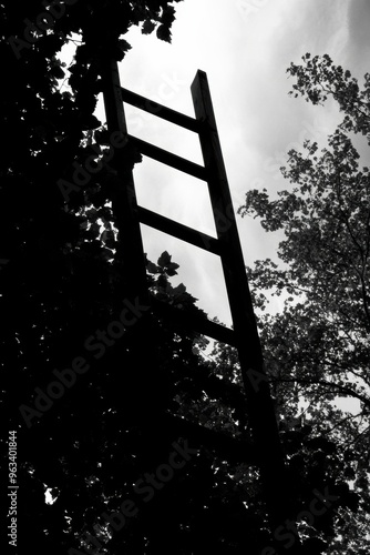 Silhouette of a Ladder Surrounded by Trees