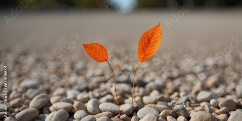 One orange leaf alone on gravel path with space on the left. photo