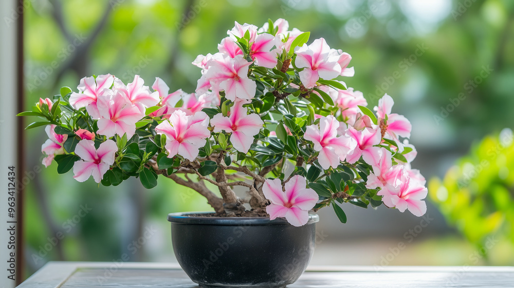 Pink Desert Rose Bonsai Tree. Pink Desert Rose Bonsai Tree.