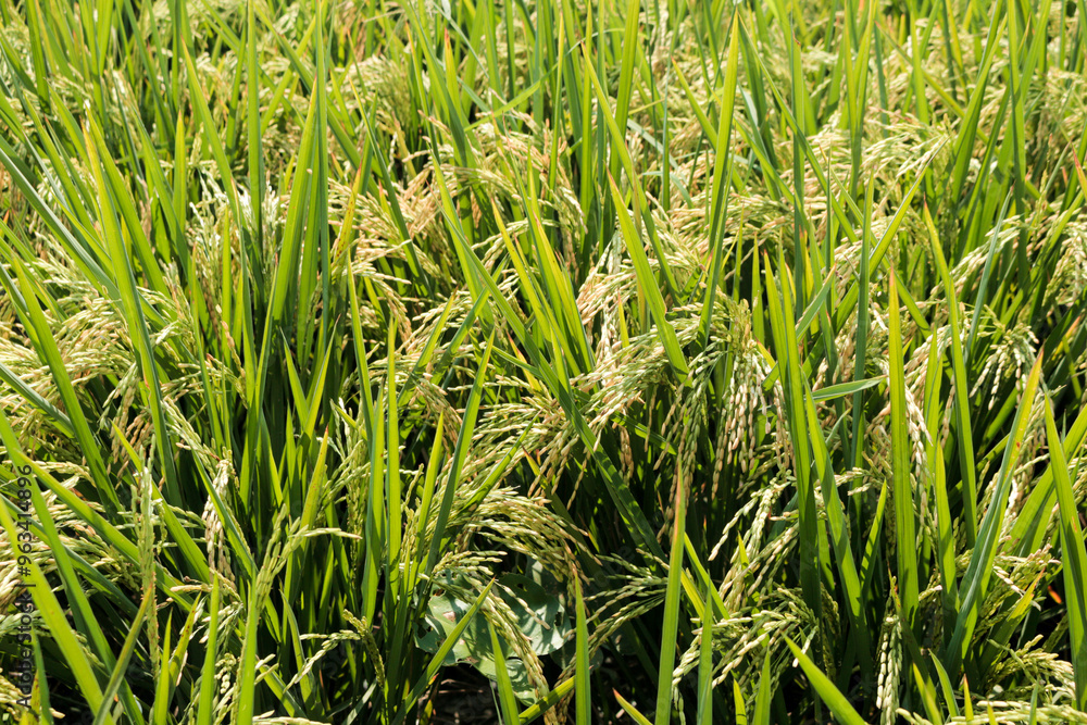 Rice fields or paddy field prepare the harvest. Close up of yellow green rice field Rice fields or paddy field prepare the harvest. Close up of yellow green rice field