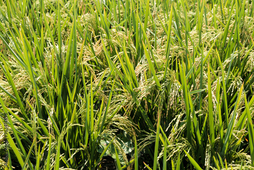 Rice fields or paddy field prepare the harvest. Close up of yellow green rice field